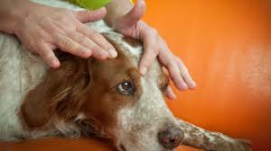 Reflexology For Dogs Canine Reflexology Lone Sorensen