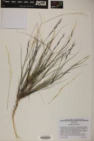 Image result for Aristida adscensionis