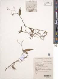 Image result for Aneilema