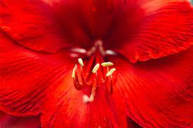 Amaryllis Meaning And Symbolism Ftd Com Amaryllis Amaryllis Flowers Flower Meanings
