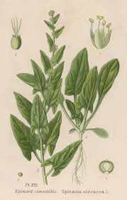 Image result for Spinacia oleracea