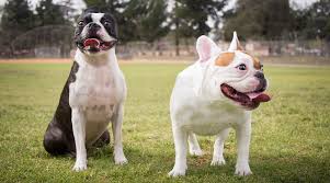 Check spelling or type a new query. Boston Terrier Vs French Bulldog Dog Breed Comparison