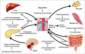 Oral Antidiabetic Agents Recently Available Novel Oral Antidiabetic Agents In India A Clinical Review Kapoor N Thomas N Curr Med Issues