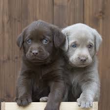 Koksal Akin Koksalakn Twitter Cute Baby Animals Lab Puppies Labrador Retriever Puppies