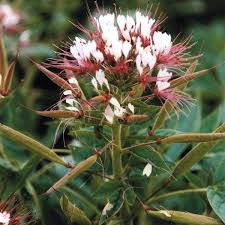 Image result for Cleome monophylla