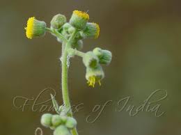 Image result for Blumea