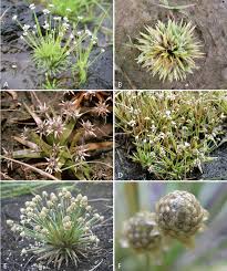 Image result for Xysmalobium sessile