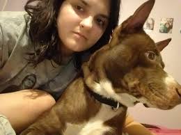 My pit husky and german shepherd mix her mom was husky and german shepherd  her dad was pit and her grandma is full german shepherd and her grandfather  is full husky