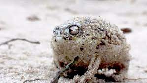 Meet The Desert Rain Frog Worlds Cutest Amphibian Funny Frogs Frog Cute Frogs