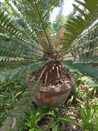 Image result for Blotiella natalensis