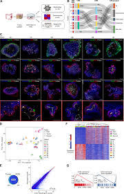 Not all polyps become cancer, but some do. Epigenomic Landscape Of Human Colorectal Cancer Unveils An Aberrant Core Of Pan Cancer Enhancers Orchestrated By Yap Taz Nature Communications