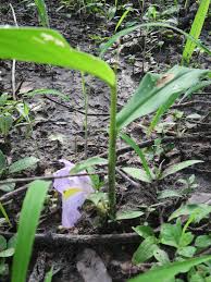 Image result for Siphonochilus aethiopicus