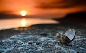 Check spelling or type a new query. Beach Sunset Landscape Shells Sea Sand Pebbles Desktop Wallpaper
