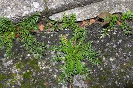 Image result for Coronopus