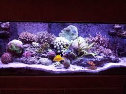 We did not find results for: Aggressive Coralline Algae Or Some Type Sps Reef2reef Saltwater And Reef Aquarium Forum