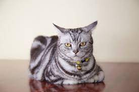 American shorthairs are known for their adaptable temperaments and quiet voices; American Shorthair Cat Facts
