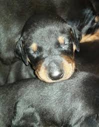 Doberman pinscher puppies for saleselect a breed. Purebred Doberman Puppies For Sale In Portland Oregon Best Pets Online