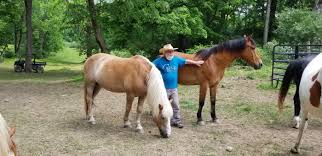 Apply as a it executive (2562321) at golden horses health sanctuary in seri kembangan. A Safe Haven Sanctuaries Across New Jersey Provide Horses With A Happy Life Jersey S Best