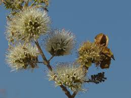 Image result for Combretum cinereopetalum