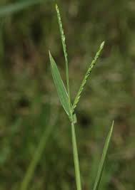 Image result for Urochloa platynota