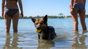 With parcel monkey you can access the cheapest next day delivery rates from a wide range of reputable couriers, in just a couple of clicks. Walkies Could Become The Law For German Dog Owners Bbc News