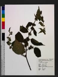 Image result for Triumfetta pilosa