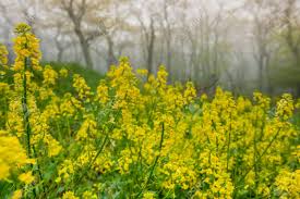 In early summer, small, fragrant, white flowers occur in terminal arching racemes. Drippign Wet Yellow Flowers In The Fog In The Virginia Mountains Stock Photo Picture And Royalty Free Image Image 58973752