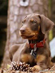Black And Tan Doberman Puppies For Sale Doberman Pinscher Loyal And Fearless Doberman Pinscher Doberman Doberman Dogs