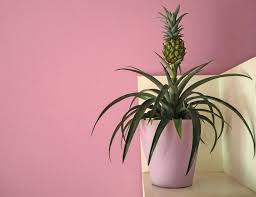 Die pelargonie lillibet zum beispiel vertreibt wespen und mücken. Konnten Ananas Pflanzen Der Nachste Zimmerpflanzen Trend Sein