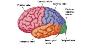 5 trivia questions and answers for human body systems unit 2.2.2 terms in this set (5) the chemical must be produced and found in the neuron, at stimulus be produced, have a biological effect after recieved, stop after being fired, be able to be applied seperatley from a neuron and have the same effects. Neuroanatomy Exam Mcq Trivia Quiz Proprofs Quiz