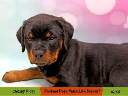 King rottweilers ethically bred taiger & teva (q) to produce a litter of rottweiler puppies for sale in spokane. Rottweiler Puppies Petland Pets Puppies Chicago Illinois
