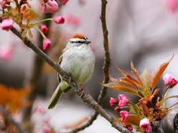 Putting up bird feeders is a sure fire way to attract birds to your garden. Design A Yard That Will Invite Birds Hgtv