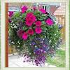 Many flowers suitable for hanging baskets are pendulous, top heavy, or creeping—characteristics that can be a. 1