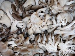 What Are Oyster Mushrooms Oyster mushroom uses and where to find oyster mushrooms. what are oyster mushrooms