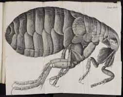 Robert Hooke Micrographia Lister E 7 Plate Xxxiv Flea Control For Dogs Robert Hooke Fleas