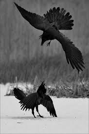 Black And White Raven Images I Love Ravens D Animals Black And White Raven Bird Black Bird