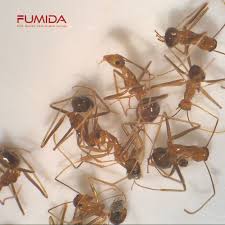 Membuat cairan pembasmi semut paling ampuhподробнее. Jasa Pembasmi Semut Cabang Yogyakarta Fumida