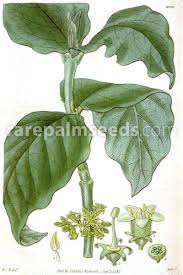 Image result for Vangueria