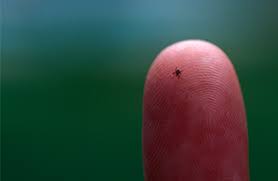 Image result for infected tick bite