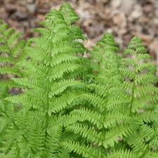 Image result for Dryopteris antarctica