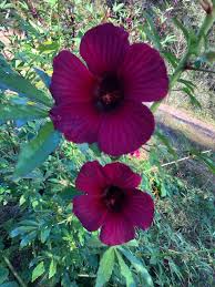 Image result for Hibiscus cannabinus