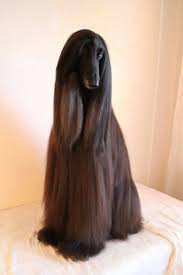 How Beautiful Can One Be Afghan Hound Hairy Dog Hound Dog
