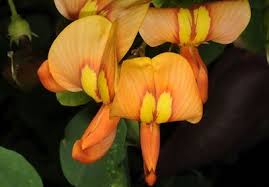 Image result for Indigofera brachynema