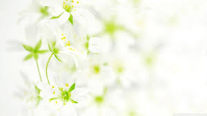 White Flower Wallpapers Wallpaper Cave Let's explore the flower forest biome in minecraft. white flower wallpapers wallpaper cave