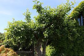 Wann apfelbäume blühen, ist eine wichtige information, wenn sie die obsternte planen möchten. Apfelbaum Bluht Nicht 9 Ursachen Wann Bluhen Apfelbaume Selbstversorger De