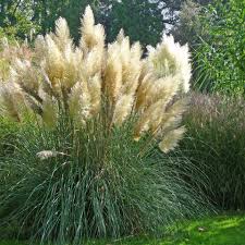 Um eigene samen ernten zu können. Pampasgras Tipps Zur Pflanzung Und Pflege Mein Schoner Garten