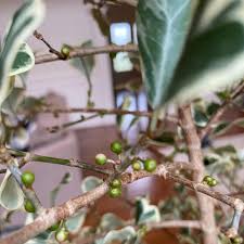 Image result for Ficus triangularis