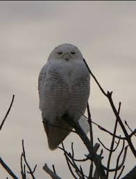 Birds Of Cape Cod Snowy Owl At West Dennis Beach Cape Cod Ma Owl Snowy Owl Seaside Village