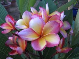 The Plumeria Col S Cooktown Sunset Plumeria Frangipani Flower Garden