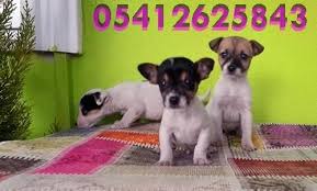 Kahverengi Maskeli Jack Russell